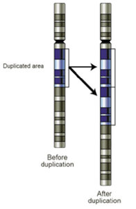 Gene duplication.