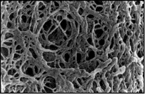 Closeup agarose gel.