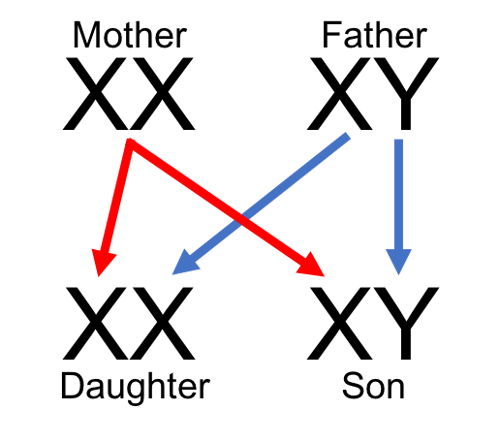 A mom passes one of her X chromosomes to any child. A man passes either his X or his Y.