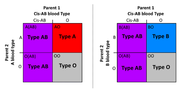 Inheritance of typical AB versus cis-AB.