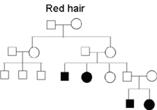 Family tree