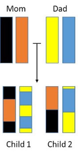 Recombination inheritance