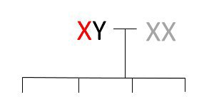 Blank family tree