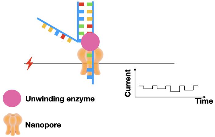 A diagram of how the current will change as bases move through the pore.