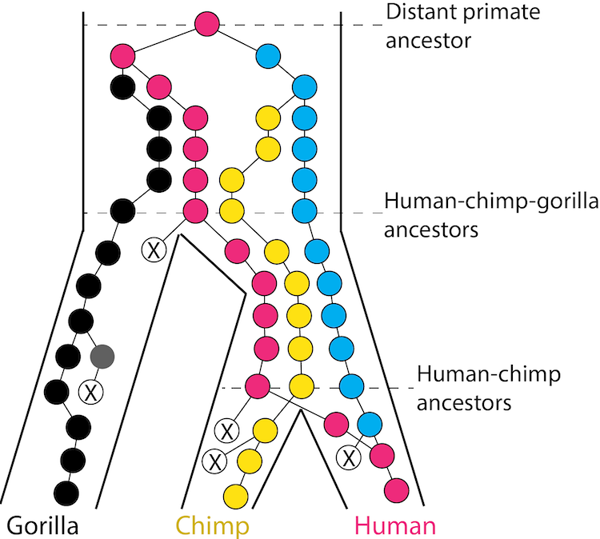 Fig5-1 incomplete lineage sorting.