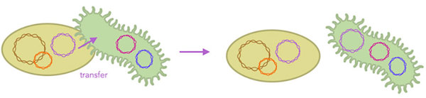 One species of bacteria transfers a piece of DNA to another, so that both species end up with that DNA.