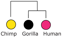 Fig5-2 incomplete lineage sorting.