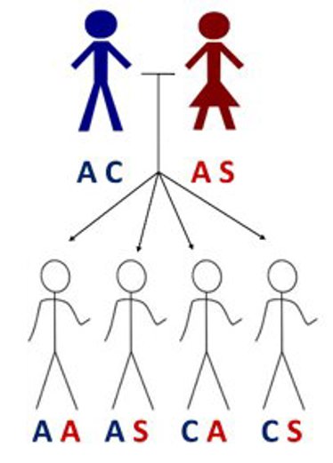 Allele inheritance.