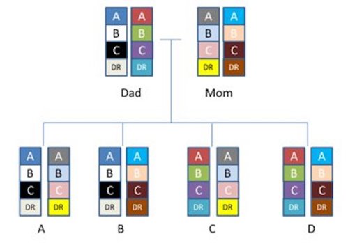 Inheritance of genes