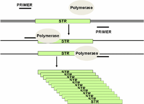 PCR.