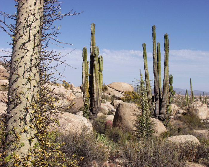 Desert ecosystem.