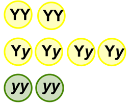 6 yellow peas (two YY and 4 Yy)and 2 green peas (yy).