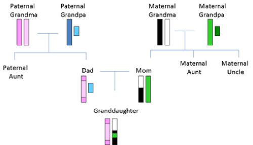 Inheritance of sex chromosomes in a family tree.