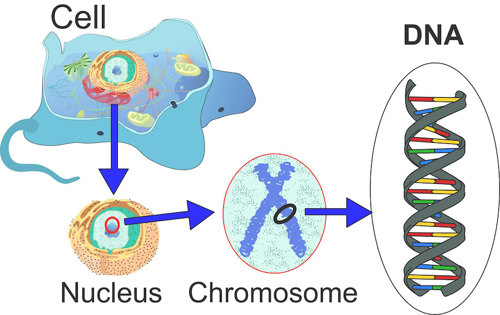 DNA in a cell.