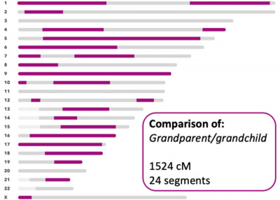 23andMe comparison of grandparent and grandchild.