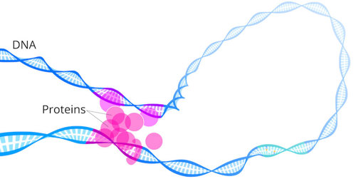 DNA loop.