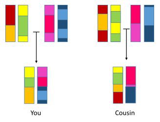 Chromosome inheritance.