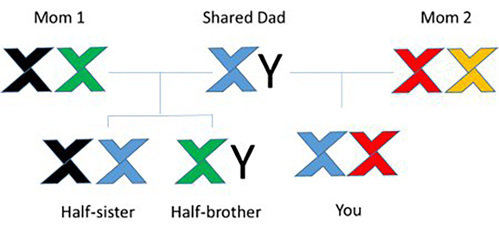 Mom 1, mom2 and a shared dad passing down chromosomes to their children.