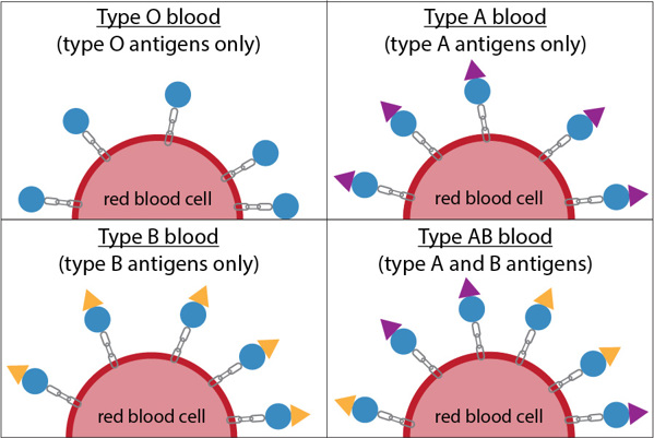 Antigens produced by each blood type. Diagram.