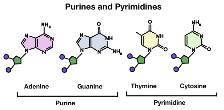 Purines and pyrimidines