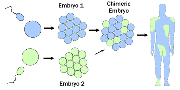 Chimeric embryo.