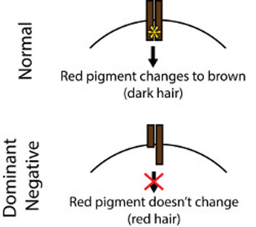 MC1R gene as a dominant negative