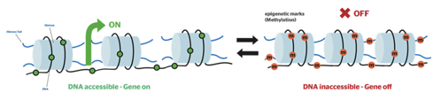 Epigenetic regulation