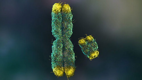 X and Y chromosomes.