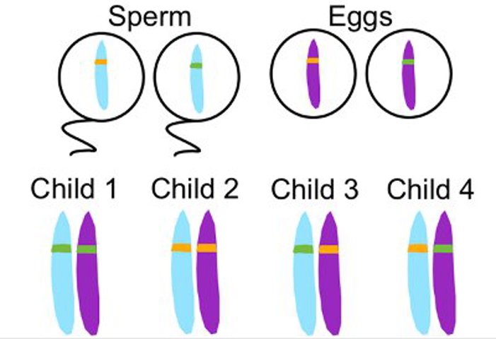 Chromosome inheritance.