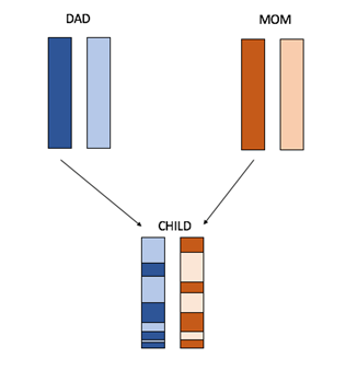 Recombination.