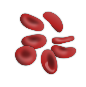 Red blood cells