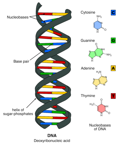 DNA structure