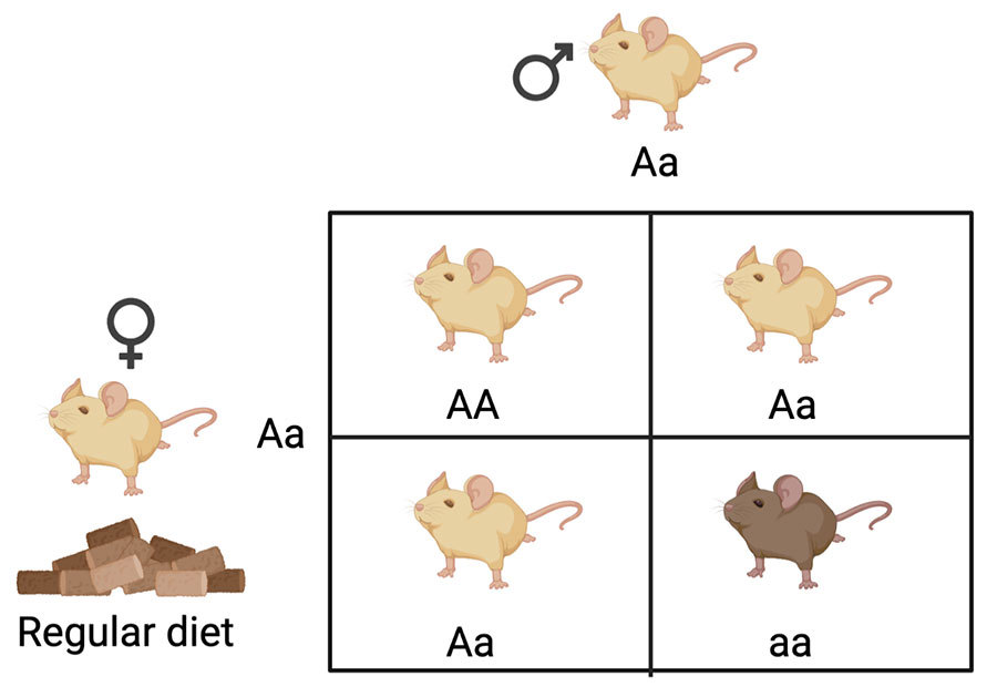 Punnet square.