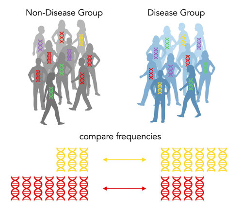 The "disease group" of people has 6 yellow and 4 red alleles. The "non disease group" of people has 3 yellow and 7 red alleles.