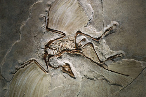 Archaeopteryx fossil.