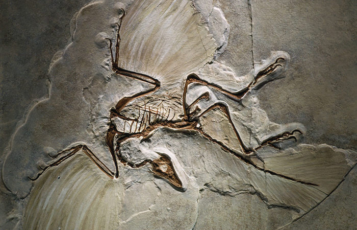 Archaeopteryx fossil.