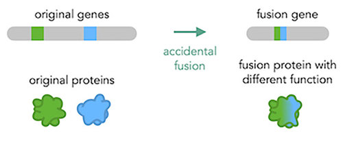 Two genes are fused together, resulting in a new protein.