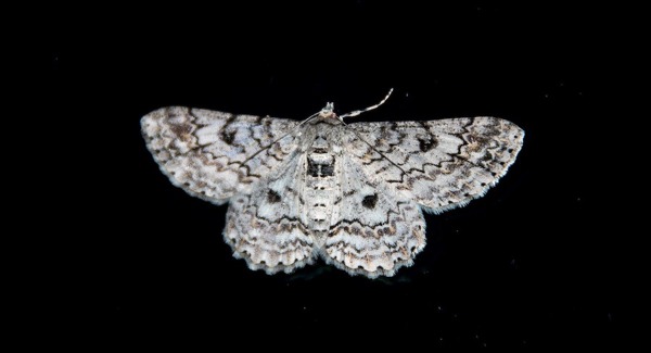 Grey moth