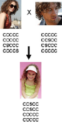 Parent 1 with 18 C, 2 S; Parent 2 with 18 C, 2 S; Child with 18C, 2S.