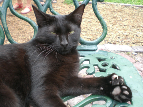 Cat born with extra toes.