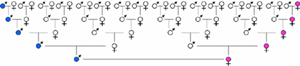 Tracing the paternal and maternal lines.