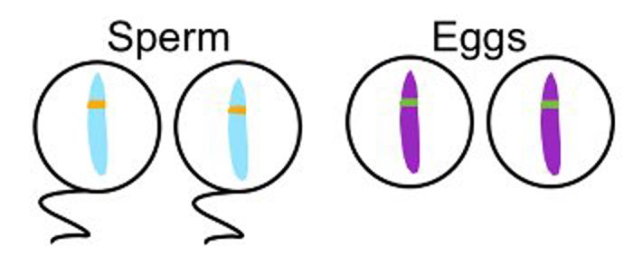 Chromosomes.