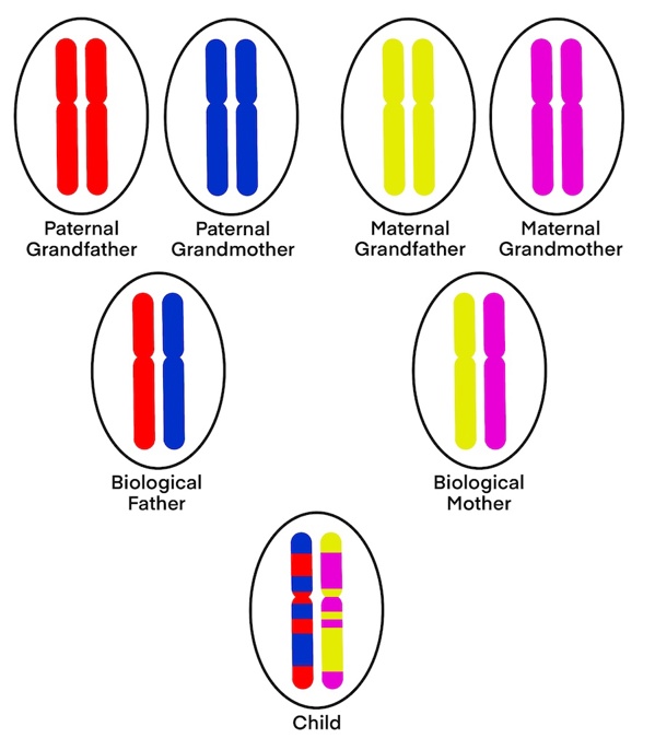 Chromosome inheritance.