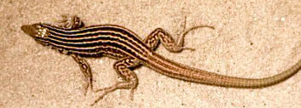 Whiptail lizard