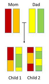 Chromosome inheritance.