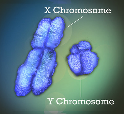 X and Y chromosomes