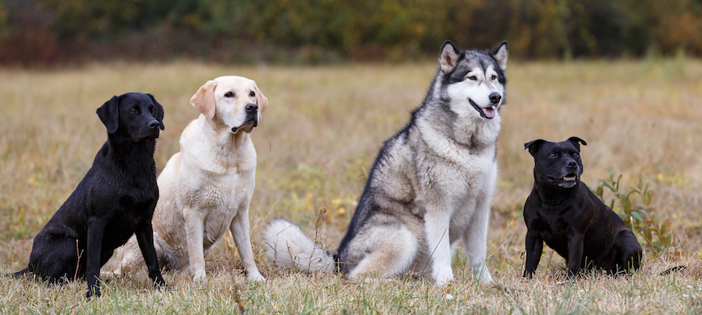 Different dog breeds.