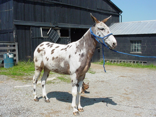 Freckles mule.