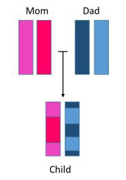 Chromosome inheritance.