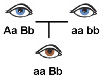 Blue-eyed parents with a brown-eyed child.